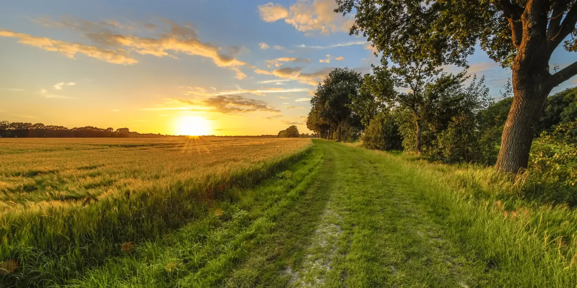Een pad langs een graanveld tegen een ondergaande zon