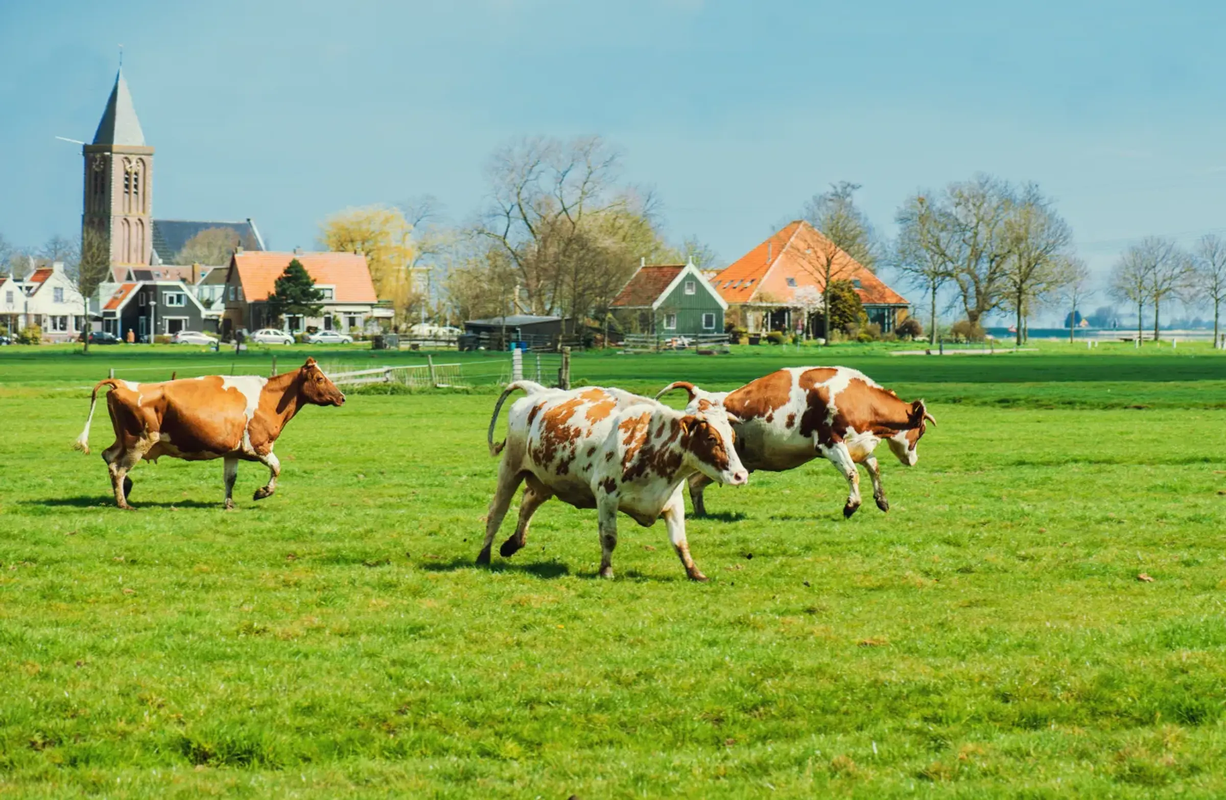 Springende koeien in de wei