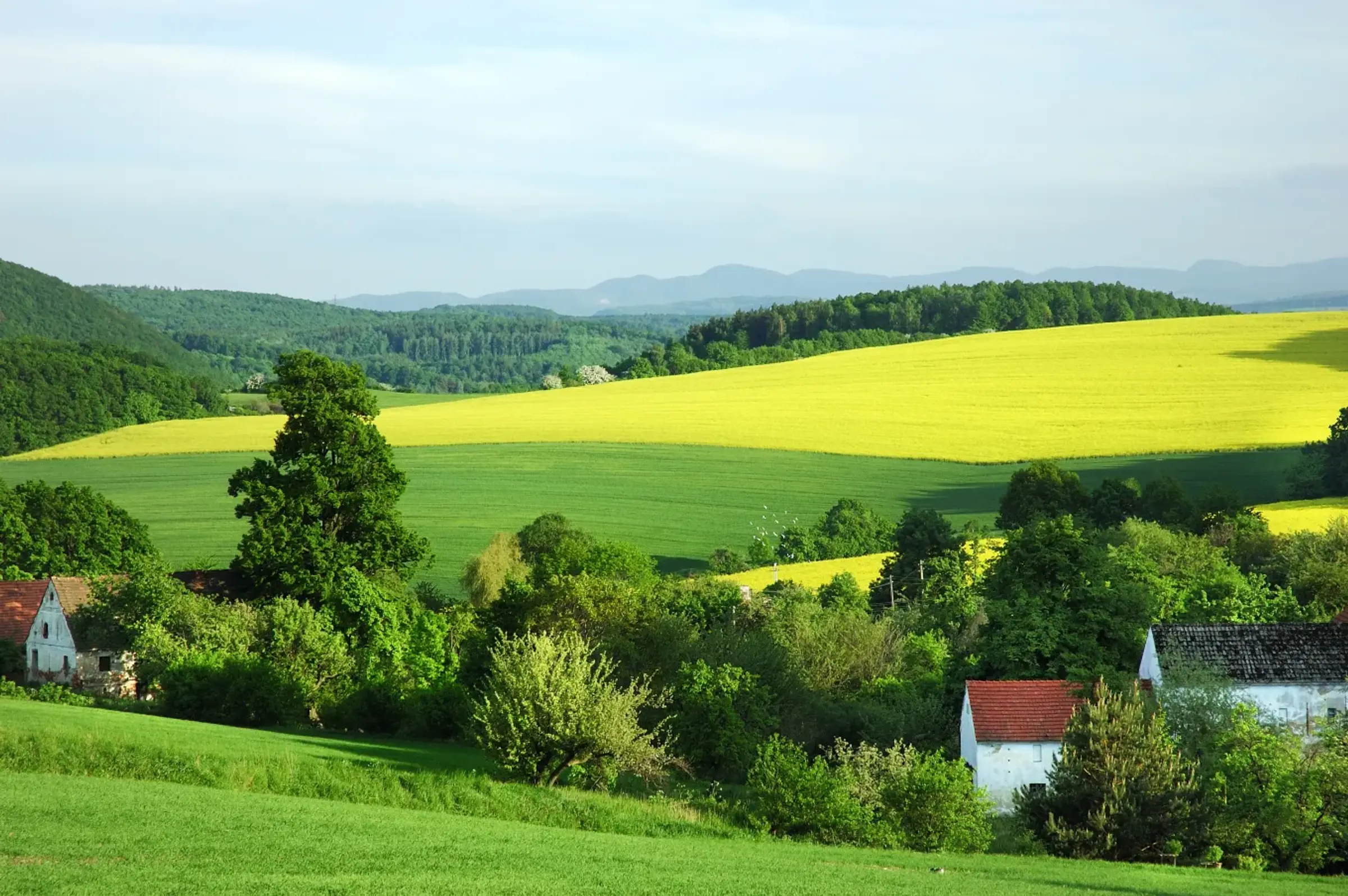 Koolzaad in een glooiend landschap