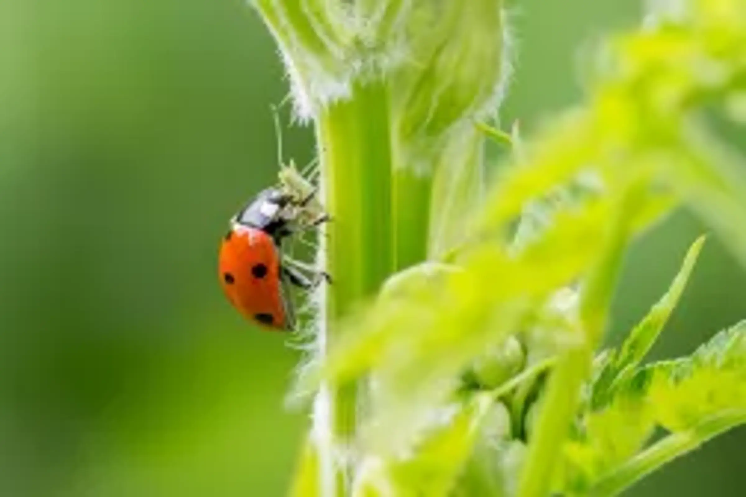 Lieveheersbeestje op een plant